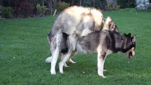 小狗与大狗交配视频