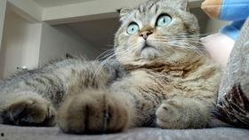 脚上有猫的叫什么丝袜,揭秘脚踩猫咪图案丝袜的时尚魅力