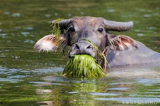娱乐吃瓜外婆养大的羊羊视频,娱乐吃瓜界的暖心萌宠
