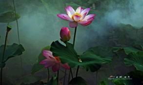 娱乐吃瓜君白莲花,娱乐吃瓜君的甜蜜诱惑